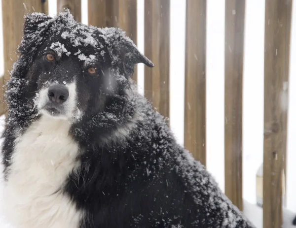 Border Collie in the Snow — Stock Photo, Image