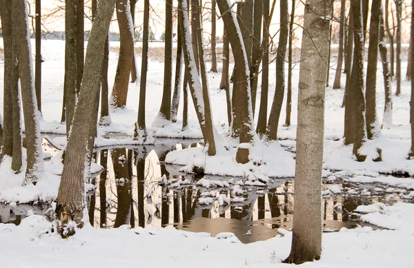Snö träsk — Stockfoto