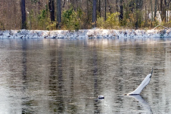 Tronco de árvore em uma lagoa congelada — Fotografia de Stock
