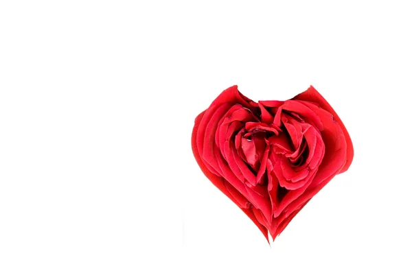 Красное розовое сердце — стоковое фото