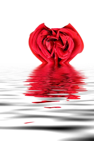 Vermelho rosa coração — Fotografia de Stock