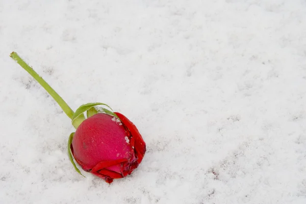 Роза в снігу — стокове фото