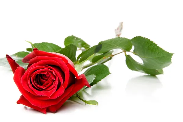 Red Rose Stock Picture