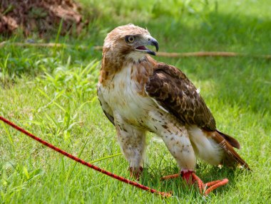 Red Tail Hawk clipart