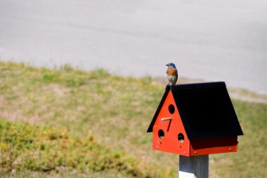 Eastern Bluebird clipart