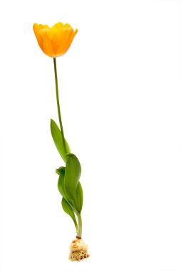 Tulip clipart