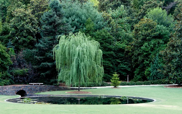 Weeping Willow Tree — Stock Photo, Image