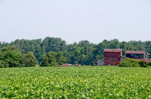 Soybean Field — Stock Photo, Image