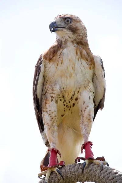 stock image Red Tail Hawk