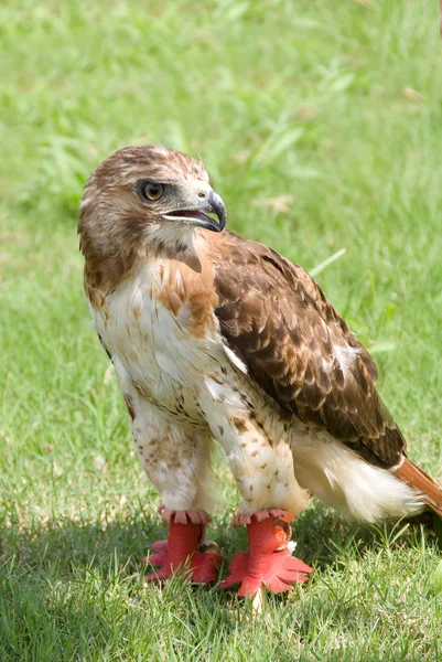 Vörös farok hawk — Stock Fotó
