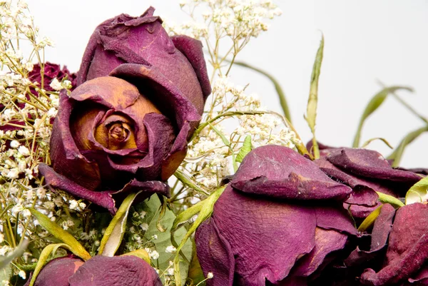 Мертвые розы — стоковое фото