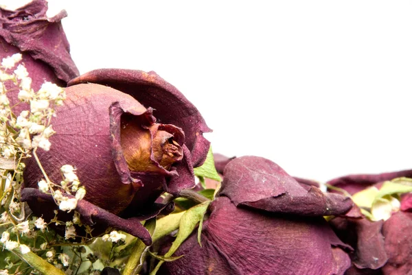 Martwych róż — Zdjęcie stockowe