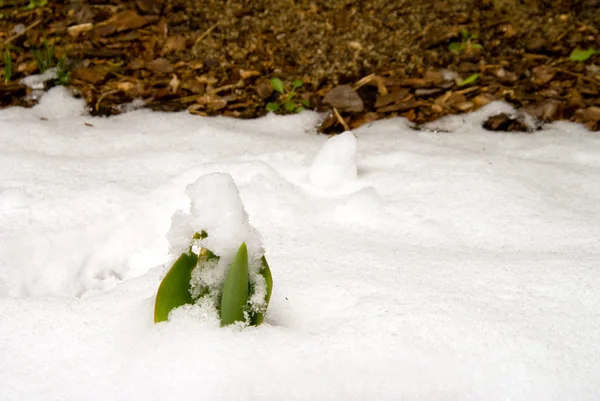 Tulip spira i snön — Stockfoto