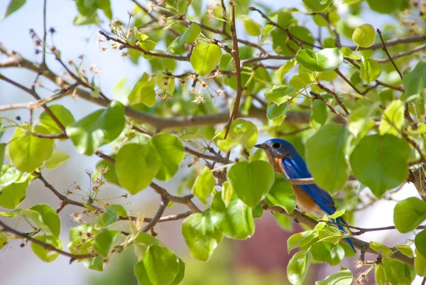 Bluebird oriental —  Fotos de Stock