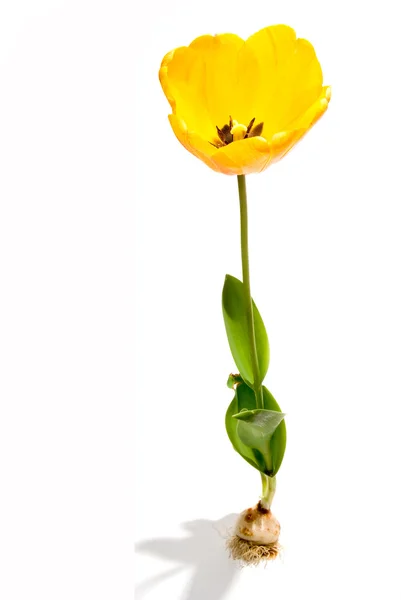 stock image Tulip