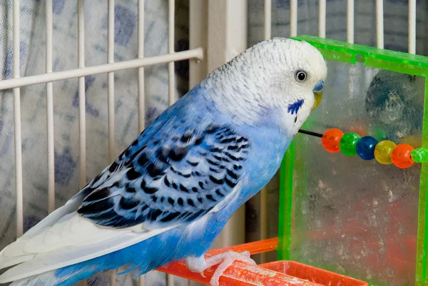 Papuga długoogonowa — Zdjęcie stockowe