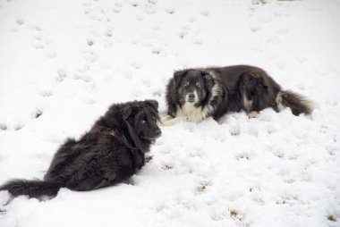 kar köpekleri