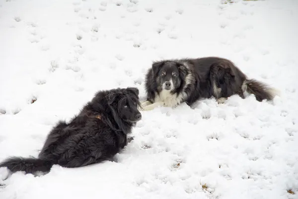 Snow Dogs — Stock Photo, Image