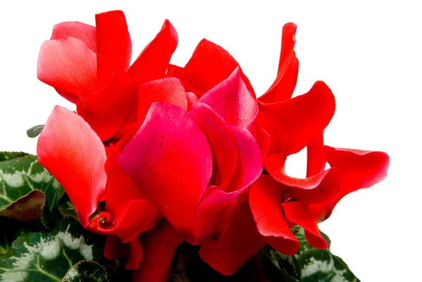 stock image Cyclamen