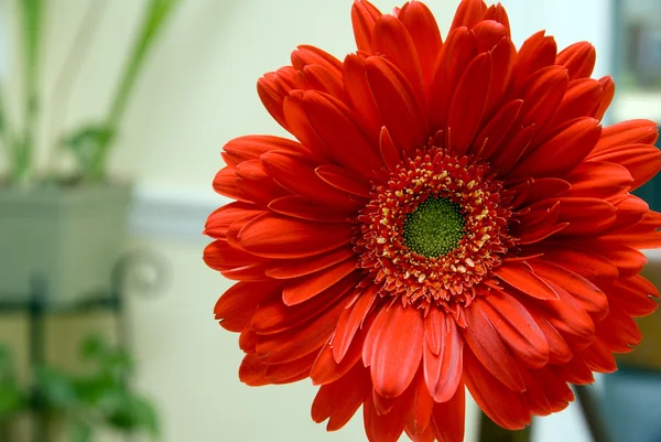 stock image Red Gerbera Daisy