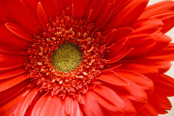 Kırmızı gerbera papatya