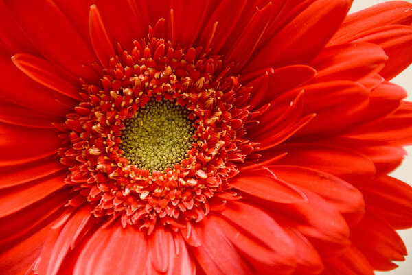 A close-up of a beautiful Red Gerbera Daisy