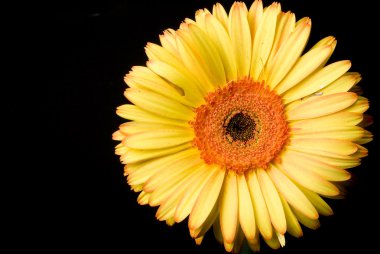 Papatya sarı gerbera