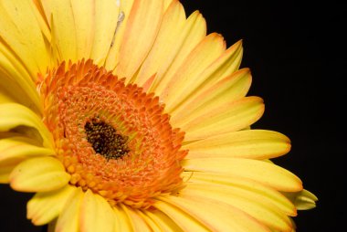 Papatya sarı gerbera