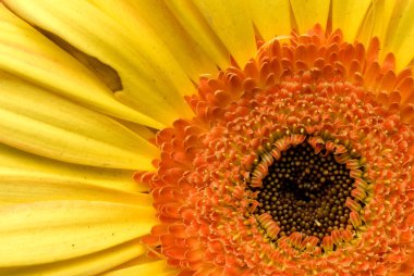 Papatya sarı gerbera