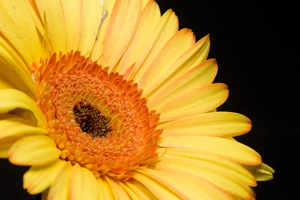 stock image Yellow Gerbera Daisy