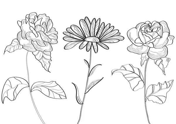 Sada s květinami (heřmánek, růže) — Stockový vektor