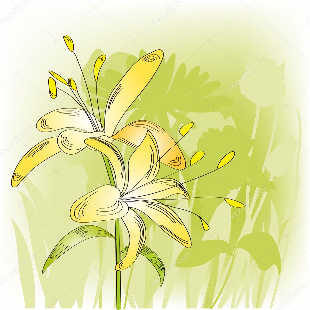 Lily on light green backgrounds