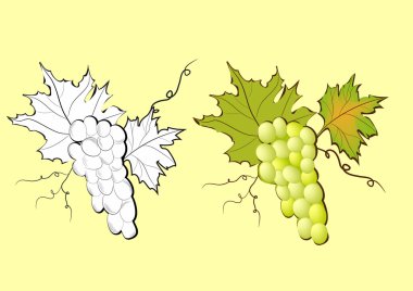 Grapevine clipart