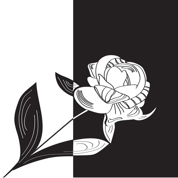 Flor de peónia — Vetor de Stock