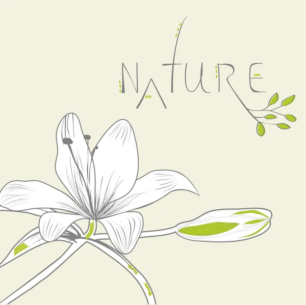 Cartão de saudação com flor de lírio — Vetor de Stock