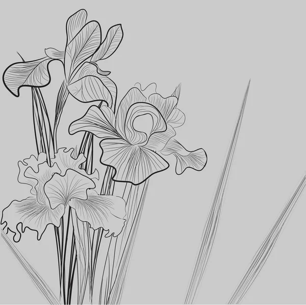 Flores de iris — Archivo Imágenes Vectoriales
