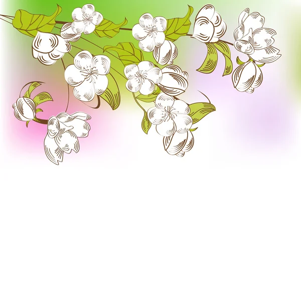 Arrière-plan avec branche de printemps — Image vectorielle