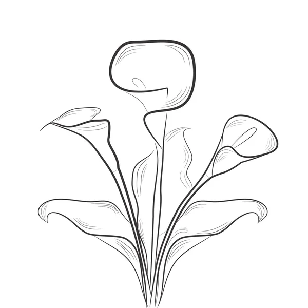 Sketch with calla — Stock Vector