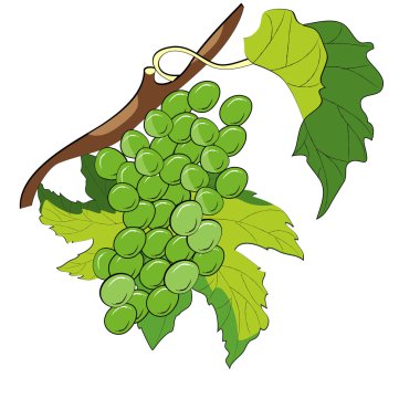 Grapevine clipart