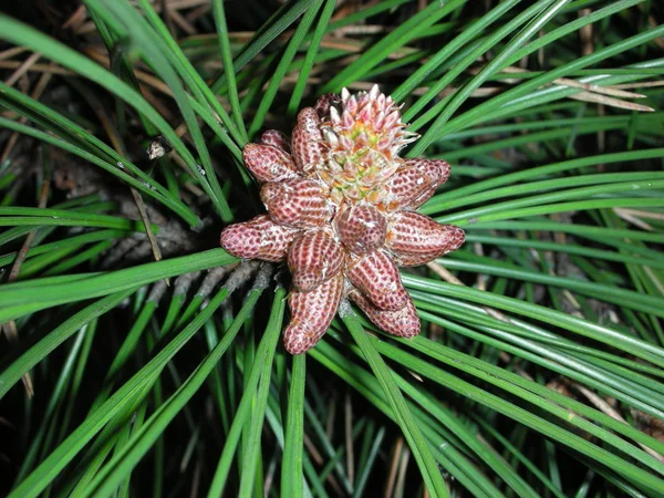 stock image Pine-tree