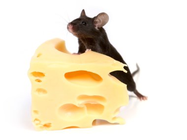 Mouse and cheese clipart