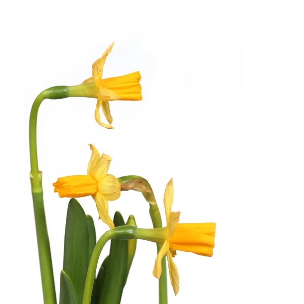 Narcissus 03 — Stock Photo, Image