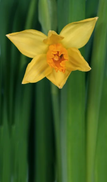 Narcissus 02 — Stock Photo, Image