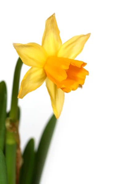 Narcissus 04 — Stock Photo, Image