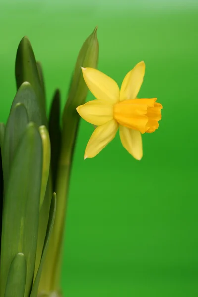 Narcissus 01 — Stock Photo, Image