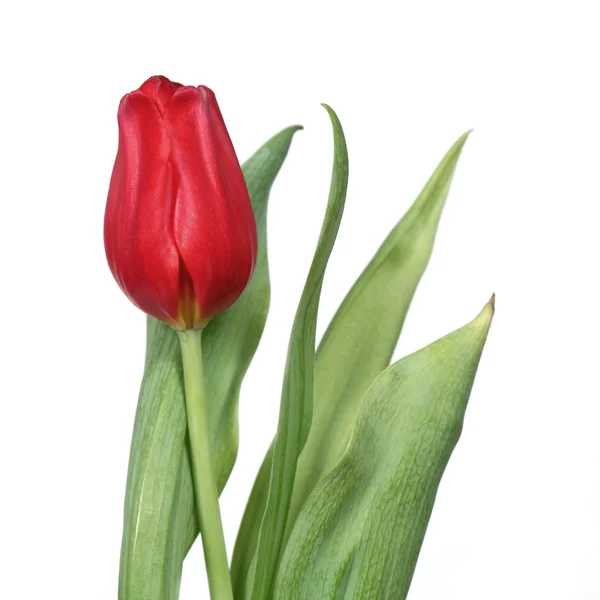 Тюльпан 9 — стоковое фото