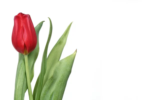 Tulipán 9 — Foto de Stock