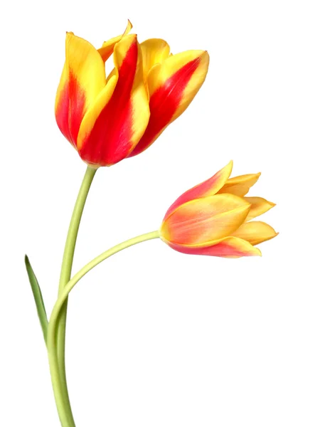 Tulipes 8 — Photo