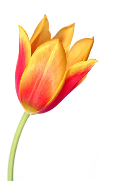 Тюльпан 7 — стоковое фото