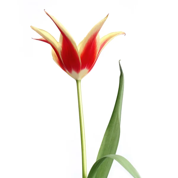 Tulipan 10 — Zdjęcie stockowe